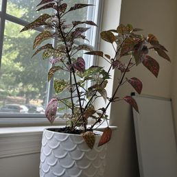 Polka dot plant.