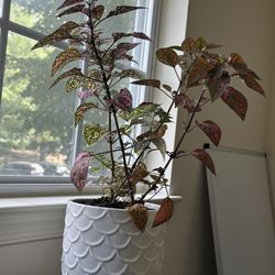 Paradise Nurseries - Polka dot plant.