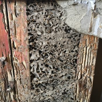 House Call Pest Control - missed termites on our home inspection. It has spiraled out of control since. DO NOT use this company!!! Absolutely incompetent - Pest Control Near Me - Harahan, Louisiana House Call Pest Control - missed termites on our home inspection. It has spiraled out of control since. DO NOT use this company!!! Absolutely incompetent - Pest Control Near Me - Harahan, Louisiana