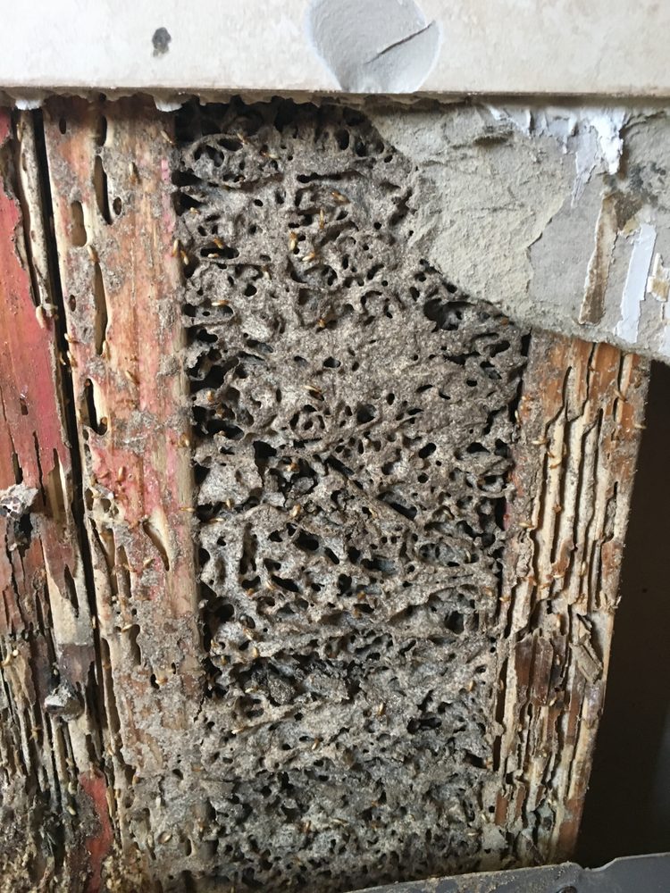 HOUSE CALL PEST CONTROL Updated October 2024 23 Reviews 5612