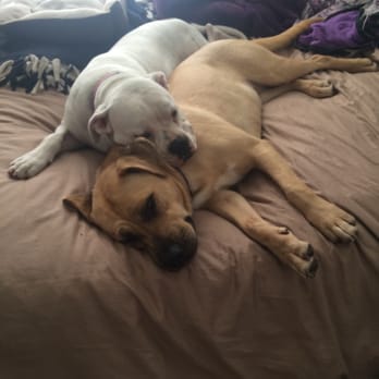 The Barking Lot - Opal (left) and her new buddy Peach (right) - Animal Shelters Near Me - Ramona, California