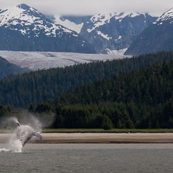 Whale Watch Alaska - Breaching Humpback Whale by Eagle Beach while on tour in Juneau, Alaska.