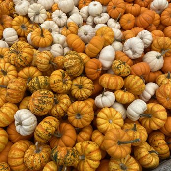 Weber's Peachberry Farm - pumpkins and gourds - Farms Near Me - Glen Arm, Maryland Weber's Peachberry Farm - pumpkins and gourds - Farms Near Me - Glen Arm, Maryland