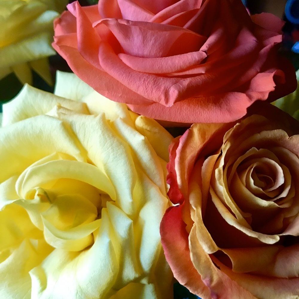 Perkasie Florist - Amazing colors! Gorgeous blooms! - Florists Near Me - Perkasie, Pennsylvania Perkasie Florist - Amazing colors! Gorgeous blooms! - Florists Near Me - Perkasie, Pennsylvania