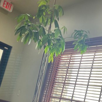 Smiles Made Perfect - This tree was given to Dr. Sherman from his grandparents when he opened his practice. - General Dentistry Near Me - Nixa, Missouri Smiles Made Perfect - This tree was given to Dr. Sherman from his grandparents when he opened his practice. - General Dentistry Near Me - Nixa, Missouri