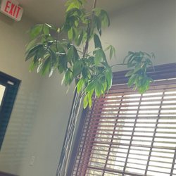 Smiles Made Perfect - This tree was given to Dr. Sherman from his grandparents when he opened his practice.