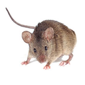 Bohannon Services - Pest Control Near Me - Florence, Alabama Bohannon Services - Pest Control Near Me - Florence, Alabama
