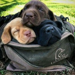 Williamsport Pet Care - Williamsport pa pet training, walking, and sitting!