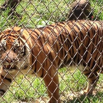 Honolulu Zoo - Eye of the tiger - Zoos Near Me - Honolulu, Hawaii Honolulu Zoo - Eye of the tiger - Zoos Near Me - Honolulu, Hawaii