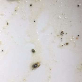 Panera Bread - A bug! In my salad - Salad Near Me - Laurel, Maryland