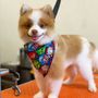 Photo of The Dogfathers Grooming LB