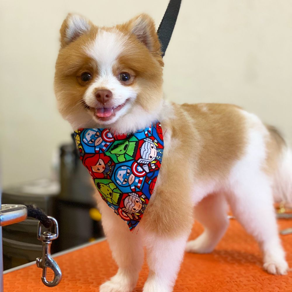 THE DOGFATHERS GROOMING LB Updated August 2024 64 Photos & 14