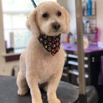 Norma’s K-9 Designs - Pet Groomers Near Me - Westminster, Maryland