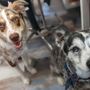 Photo of PUPpoozi's Doggie Day Spaw