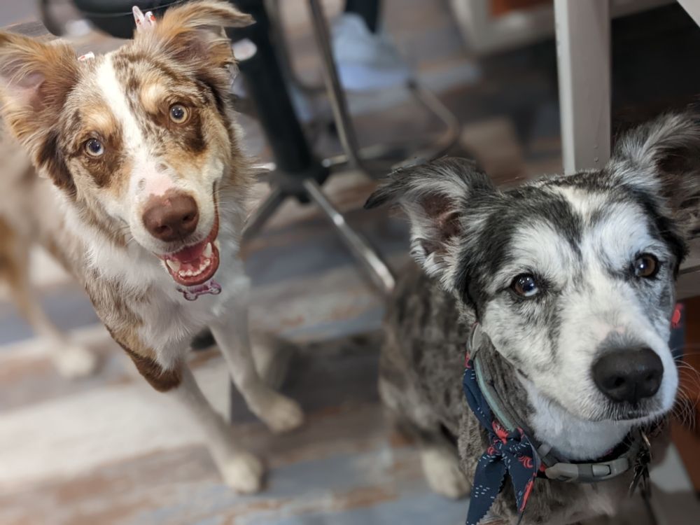 PUPPOOZI’S DOGGIE DAY SPAW Updated September 2024 Meridian, Texas Pet Groomers Phone