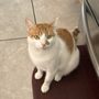Photo of Four Paws Pet Hotel