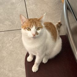 Four Paws Pet Hotel - my sister's cat charlie