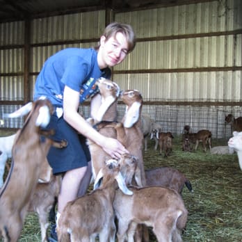 Rinconada Dairy - Mobbed by baby goats still wanting to nurse - Specialty Food Near Me - Santa Margarita, California Rinconada Dairy - Mobbed by baby goats still wanting to nurse - Specialty Food Near Me - Santa Margarita, California