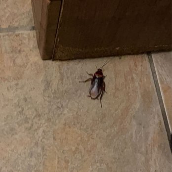 Bamboo House - Bug possible cockroach - Vietnamese Near Me - Bonham, Texas Bamboo House - Bug possible cockroach - Vietnamese Near Me - Bonham, Texas