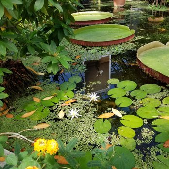 Hortus Botanicus Leiden - Botanical Gardens Near Me - Leiden, ZH