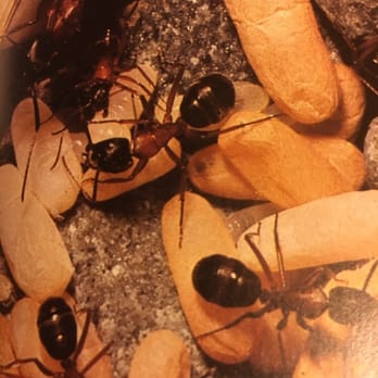 AAG Pest Solutions - Carpenter Ant: 6-13 mm. Light red to brown or black; eyes well developed; Wood nesting species. Feed on dead insects. - Pest Control Near Me - Mt Vernon, New York