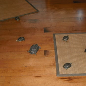 Critter Crazy Pet Sitting - Pet Sitting Near Me - Fort Lauderdale, Florida Critter Crazy Pet Sitting - Pet Sitting Near Me - Fort Lauderdale, Florida