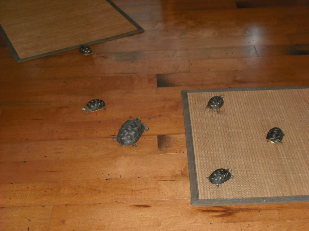 Critter Crazy Pet Sitting - pet boarding facility in Fort Lauderdale, FL