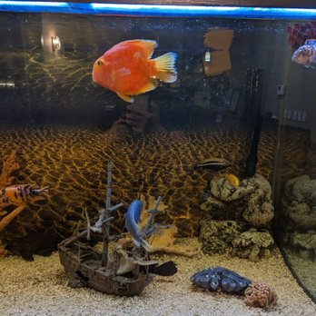 Wasabi 88 - a fish in a fish tank - Sushi Bars Near Me - Greenville, North Carolina Wasabi 88 - a fish in a fish tank - Sushi Bars Near Me - Greenville, North Carolina