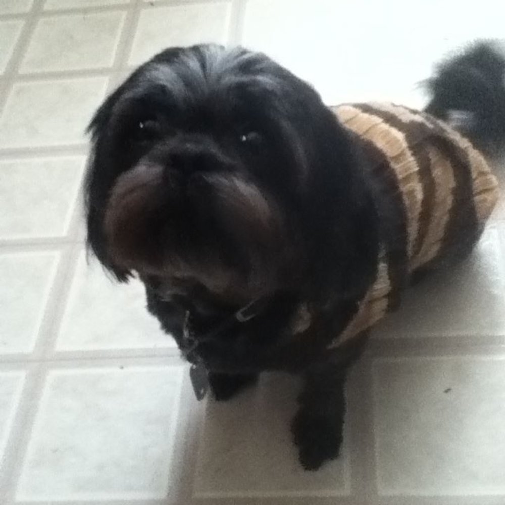 Paumanok Veterinary Hospital - Midnight the Shih Tzu - Veterinarians Near Me - Patchogue, New York