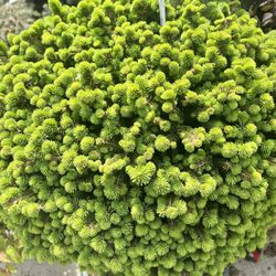 Cahoon Nursery
