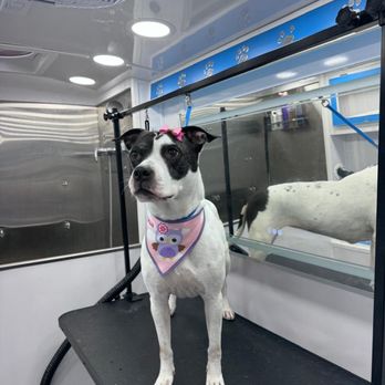 Master Grooming - American staffordshire - Pet Groomers Near Me