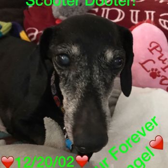 Peaceful Pets Services - Pet Services Near Me - Castaic, California Peaceful Pets Services - Pet Services Near Me - Castaic, California