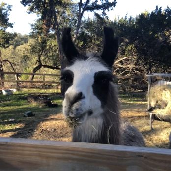 The Shady Llama - Beer Gardens Near Me - Wimberley, Texas The Shady Llama - Beer Gardens Near Me - Wimberley, Texas