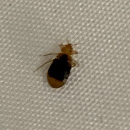 Close up photo of the bed bug. Close up photo of the bed bug.
