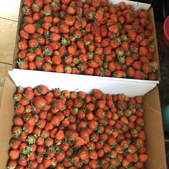 Stokes Berry Farm - Almost 17 pounds of berries! - Pick Your Own Farms Near Me - Wilmington, Ohio Stokes Berry Farm - Almost 17 pounds of berries! - Pick Your Own Farms Near Me - Wilmington, Ohio