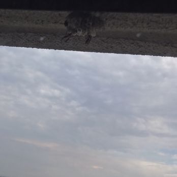 LA Crystal Hotel - In room 920 outside the windowsill in the Master bedroom a Wasp hive, wanted to open our window but couldn't due to the wasps - Hotels Near Me - Carson, California LA Crystal Hotel - In room 920 outside the windowsill in the Master bedroom a Wasp hive, wanted to open our window but couldn't due to the wasps - Hotels Near Me - Carson, California