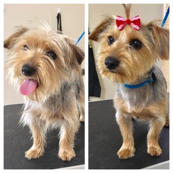 Fur Paws - Sweety - Pet Groomers Near Me - Houston, Texas