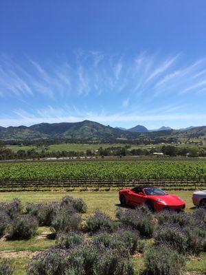 Kooroomba Vineyards and Lavender Farm. by null