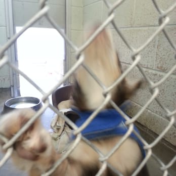 Westside Animal Welfare Department - If his original family does not pick him up, he could be ours. - Animal Shelters Near Me - Albuquerque, New Mexico Westside Animal Welfare Department - If his original family does not pick him up, he could be ours. - Animal Shelters Near Me - Albuquerque, New Mexico