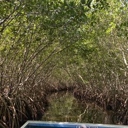 Corey Billie's Airboat Rides - Beautiful