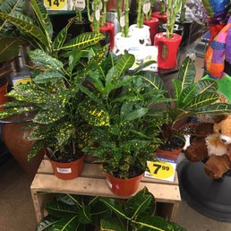 Plants Plants