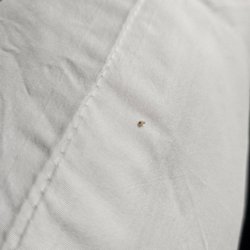 Quality Inn - 3rd bed bug found
