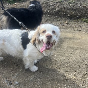 Barks & Recreation - Dog Walkers Near Me Barks & Recreation - Dog Walkers Near Me