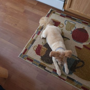 Nichole's Loving Cuts - After - Pet Groomers Near Me - Murrieta, California Nichole's Loving Cuts - After - Pet Groomers Near Me - Murrieta, California