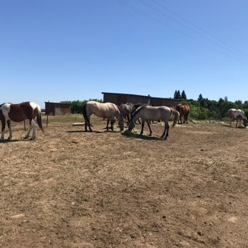 Save Them All Horse Rescue - Animal Shelters Near Me - Elk Grove, California Save Them All Horse Rescue - Animal Shelters Near Me - Elk Grove, California