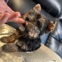 Playful Teacup Puppies