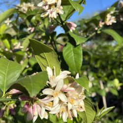 Berridge Nurseries - Beautiful fruit blossoms