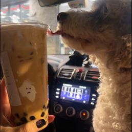 Pumpkin creama boba and jealous pupper