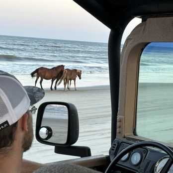 Corolla Outback Adventures - More wild horses right on the beach! - Tours Near Me - Corolla, North Carolina Corolla Outback Adventures - More wild horses right on the beach! - Tours Near Me - Corolla, North Carolina