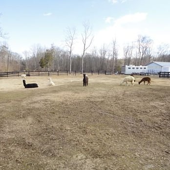 Pax River Alpacas - Farms Near Me - Upper Marlboro, Maryland